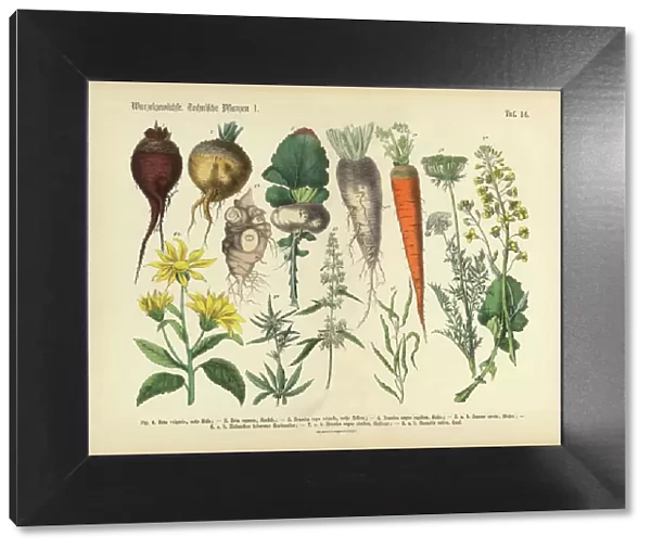 Root Crops and Vegetables, Victorian Botanical Illustration