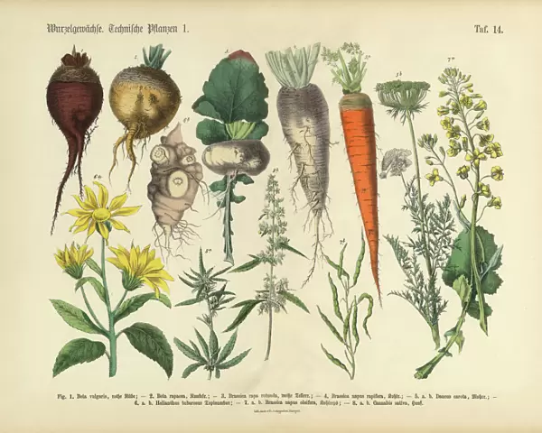 Root Crops and Vegetables, Victorian Botanical Illustration