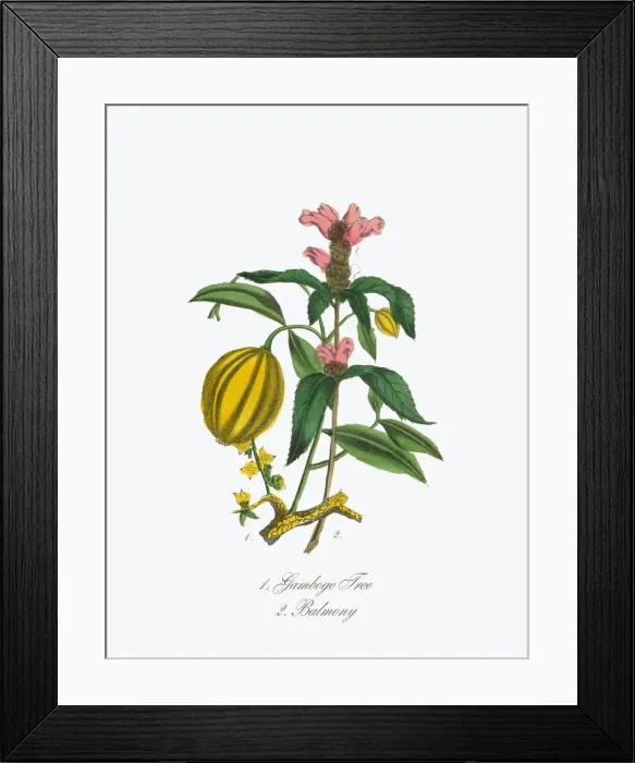 Framed Print : Gamboge Tree and Balmony Victorian Botanical Illustration Framed Print : Gamboge Tree and Balmony Victorian Botanical Illustration