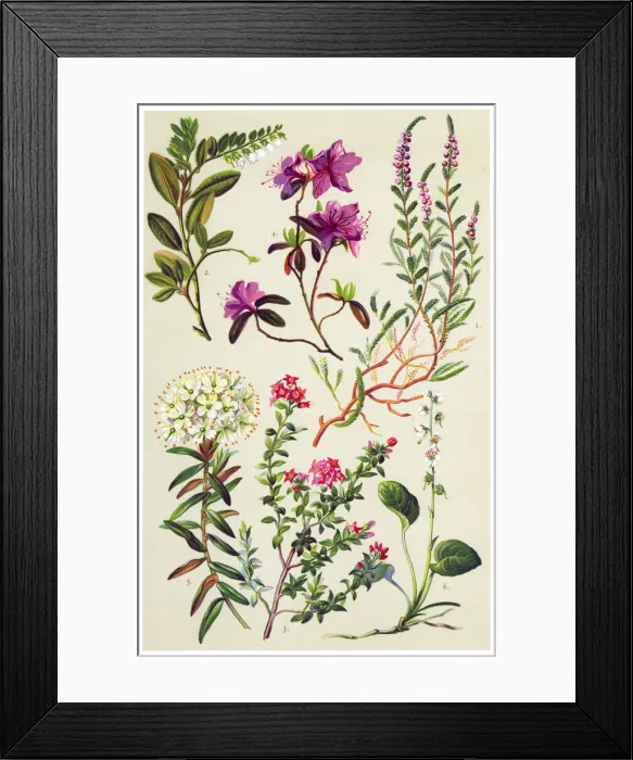 Framed Print : Medicinal and Herbal Plants Framed Print : Medicinal and Herbal Plants