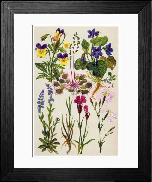 Framed Print : Medicinal and Herbal Plants Framed Print : Medicinal and Herbal Plants