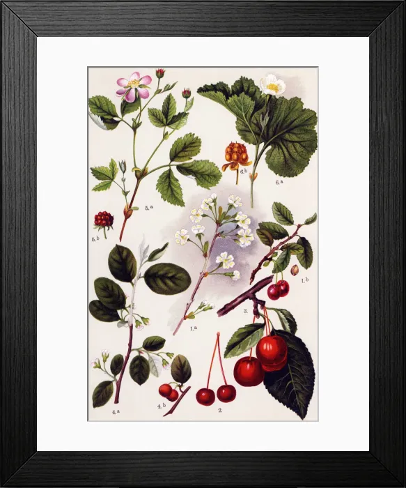 Framed Print : Medicinal and Herbal Plants Framed Print : Medicinal and Herbal Plants