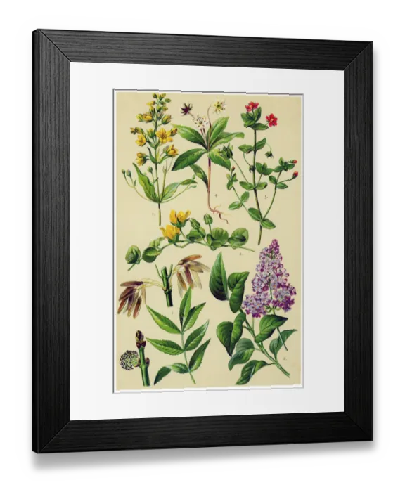 Framed Print : Medicinal and Herbal Plants
