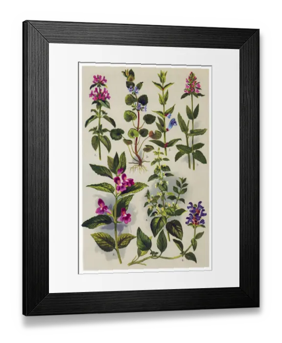 Framed Print : Medicinal and Herbal Plants