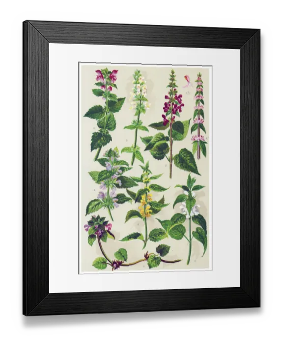 Framed Print : Medicinal and Herbal Plants Framed Print : Medicinal and Herbal Plants