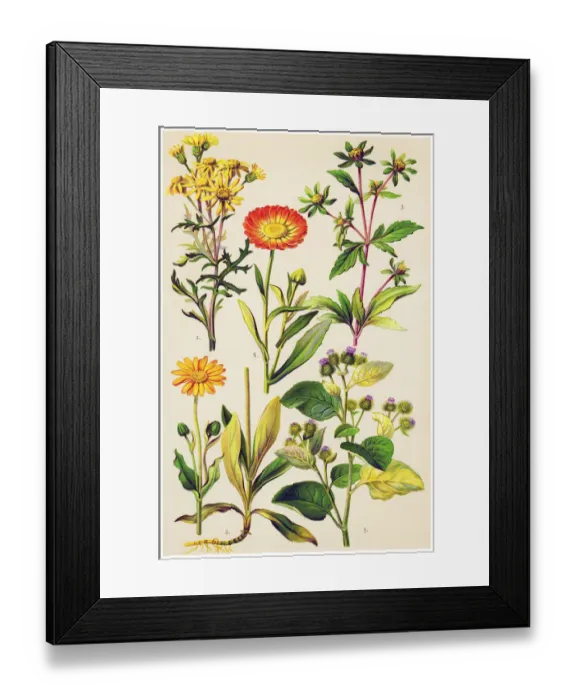 Framed Print : Medicinal and Herbal Plants Framed Print : Medicinal and Herbal Plants