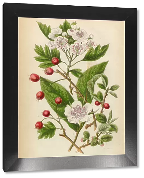 Cranberry, Medlar Fruit, Hawthorne Berry and Cotoneaster, Victorian Botanical Illustration