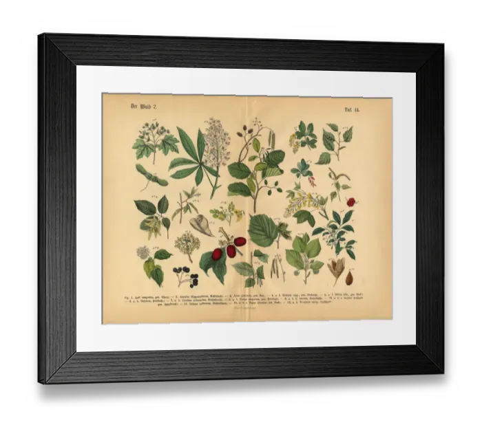 Framed Print : Forest Trees and Plants, Victorian Botanical Illustration Framed Print : Forest Trees and Plants, Victorian Botanical Illustration
