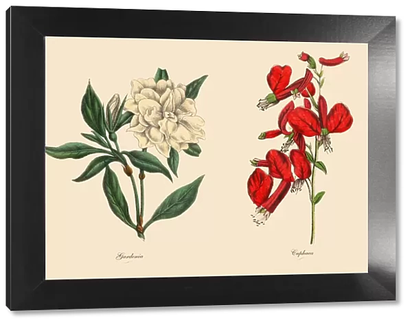 Victorian Botanical Illustration of Cuphaea and Gardenia Plants