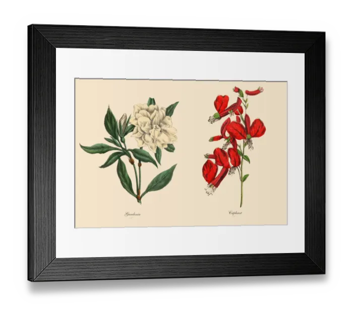 Framed Print : Victorian Botanical Illustration of Cuphaea and Gardenia Plants