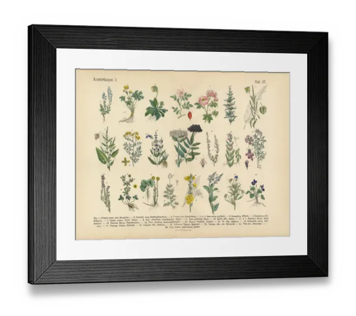 Framed Print : Medicinal and Herbal Plants, Victorian Botanical Illustration Framed Print : Medicinal and Herbal Plants, Victorian Botanical Illustration