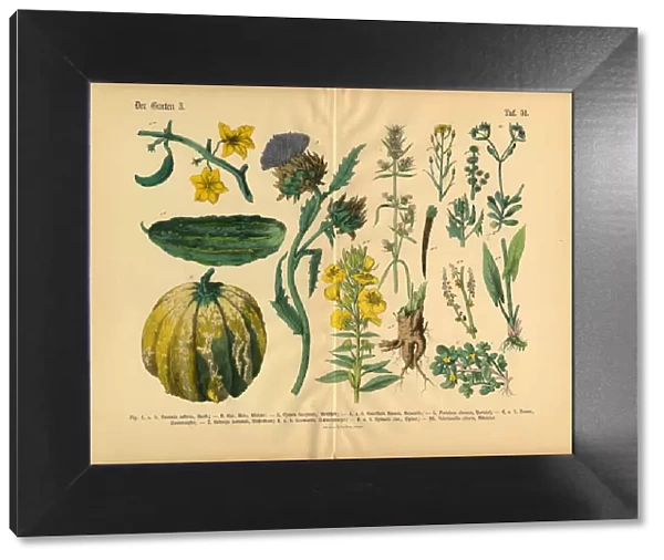 Vegetables and Flowers of the Garden, Victorian Botanical Illustration