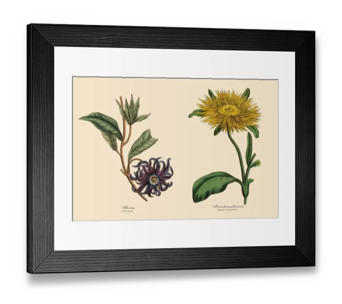Framed Print : Victorian Botanical Illustration of Illicium and Mesembryanthemum Plants Framed Print : Victorian Botanical Illustration of Illicium and Mesembryanthemum Plants