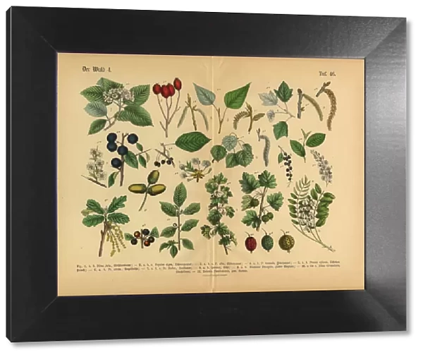 Forest and Fruit Trees and Plants, Victorian Botanical Illustration