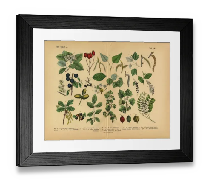 Framed Print : Forest and Fruit Trees and Plants, Victorian Botanical Illustration Framed Print : Forest and Fruit Trees and Plants, Victorian Botanical Illustration
