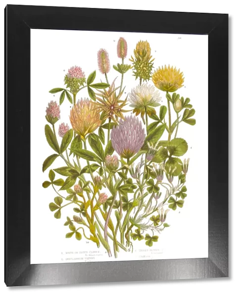 Clover, Purp Clover and White Clover Victorian Botanical Illustration