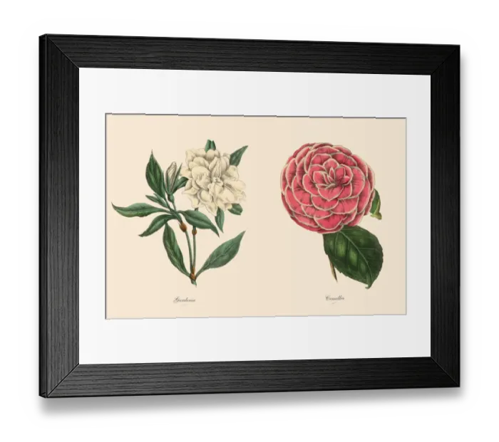 Framed Print : Victorian Botanical Illustration of Gardenia and Camellia Plants Framed Print : Victorian Botanical Illustration of Gardenia and Camellia Plants
