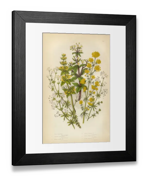Framed Print : Wild Madder, Bedstraw, Heath, Victorian Botanical Illustration Framed Print : Wild Madder, Bedstraw, Heath, Victorian Botanical Illustration