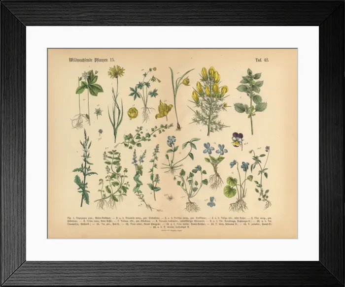 Framed Print : Wildflower and Medicinal Herbal Plants, Victorian Botanical Illustration Framed Print : Wildflower and Medicinal Herbal Plants, Victorian Botanical Illustration
