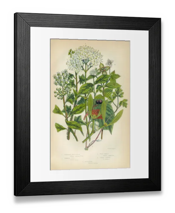 Framed Print : Mistletoe, Ivy, Cornet, Trumpetflower, Moschatell, Victorian Botanical Illustration Framed Print : Mistletoe, Ivy, Cornet, Trumpetflower, Moschatell, Victorian Botanical Illustration