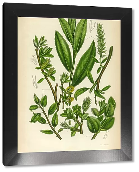 Willow, Osier, Sallow, Tea-Leaved Willow, Victorian Botanical Illustration