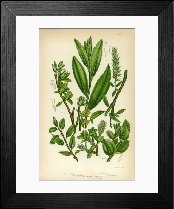 Framed Print : Willow, Osier, Sallow, Tea-Leaved Willow, Victorian Botanical Illustration Framed Print : Willow, Osier, Sallow, Tea-Leaved Willow, Victorian Botanical Illustration