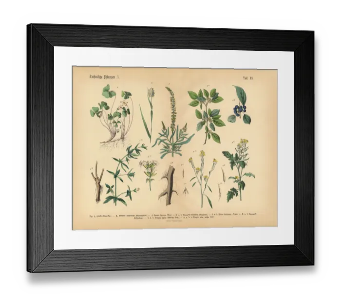 Framed Print : Wildflowers, Annual and Perennial Plants, Victorian Botanical Illustration Framed Print : Wildflowers, Annual and Perennial Plants, Victorian Botanical Illustration