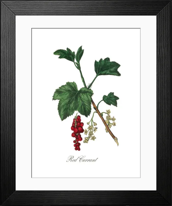 Framed Print : Victorian Botanical Illustration of Red Currant Framed Print : Victorian Botanical Illustration of Red Currant