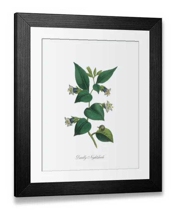 Framed Print : Victorian Botanical Illustration of Deadly Nightshade Framed Print : Victorian Botanical Illustration of Deadly Nightshade