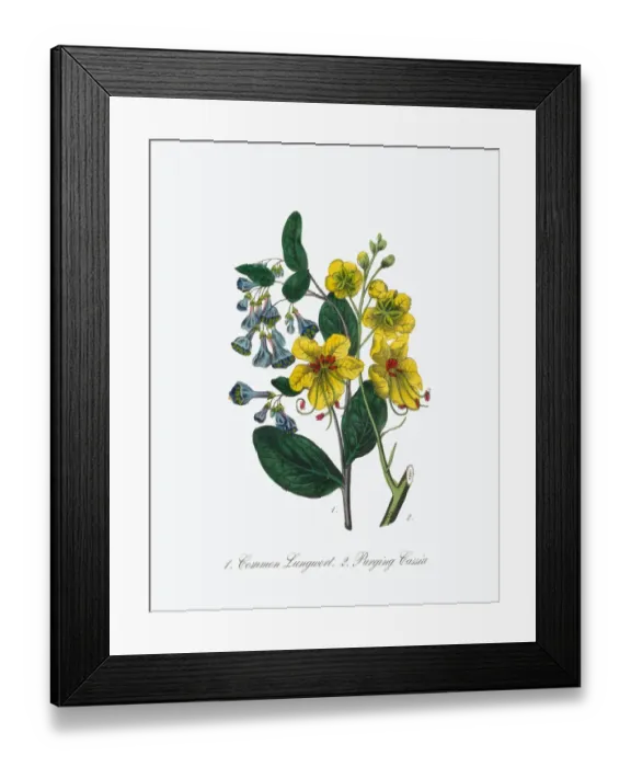 Framed Print : Victorian Botanical Illustration of Lungwort and Cassia Framed Print : Victorian Botanical Illustration of Lungwort and Cassia