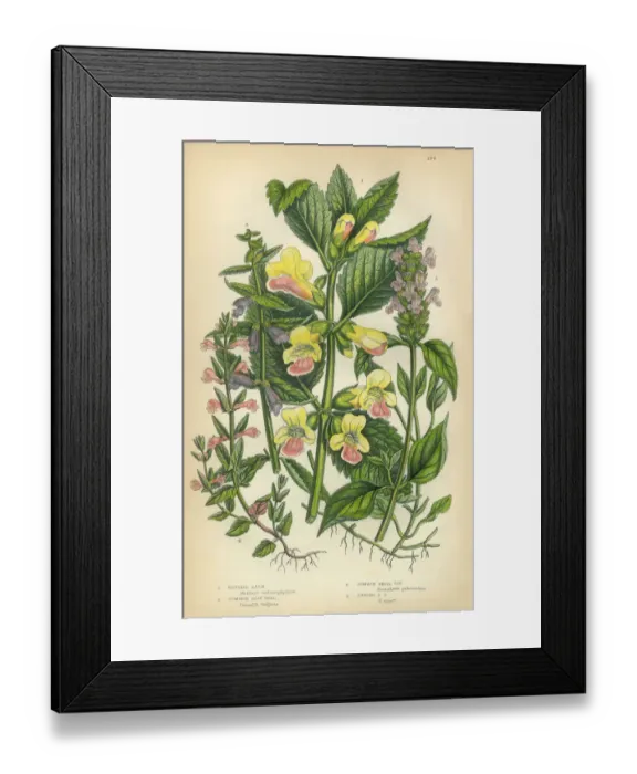 Framed Print : Balm, Bastard Balm, Melittis, Skullcap, Mint, Victorian Botanical Illustration Framed Print : Balm, Bastard Balm, Melittis, Skullcap, Mint, Victorian Botanical Illustration
