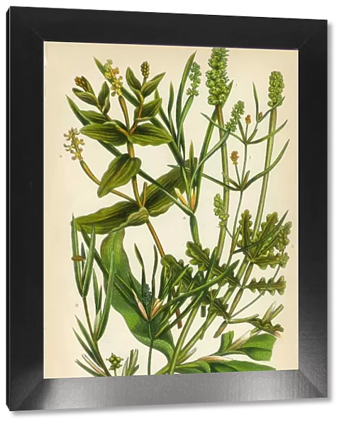 Bayroot, Pond Weed, Lemnoideae, Duckweed, Victorian Botanical Illustration