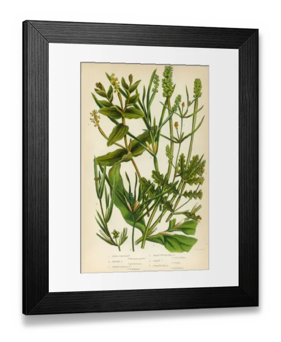 Framed Print : Bayroot, Pond Weed, Lemnoideae, Duckweed, Victorian Botanical Illustration Framed Print : Bayroot, Pond Weed, Lemnoideae, Duckweed, Victorian Botanical Illustration