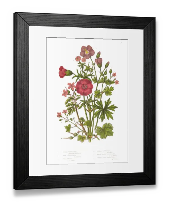Framed Print : Cranesbill and Geranium Victorian Botanical Illustration Framed Print : Cranesbill and Geranium Victorian Botanical Illustration