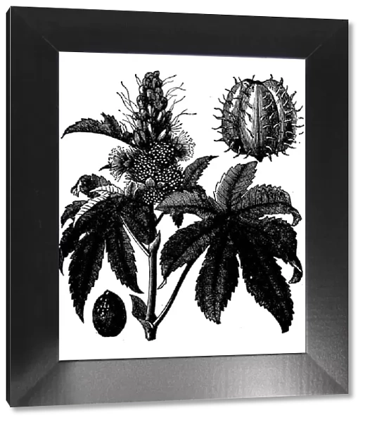 Botany plants antique engraving illustration: Castor Oil Plant