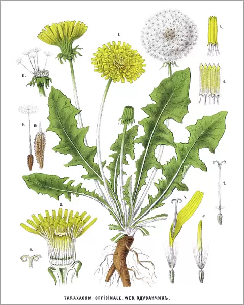 dandelion. Antique illustration of a Medicinal and Herbal Plants
