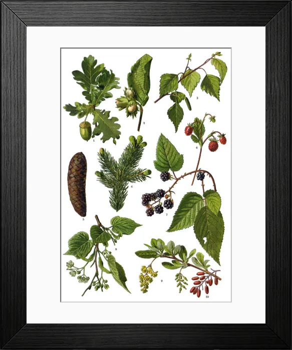 Framed Print : Medicinal and Herbal Plants Framed Print : Medicinal and Herbal Plants