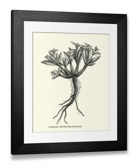 Framed Print : Spikenard, Nardostachys jatamansi Framed Print : Spikenard, Nardostachys jatamansi