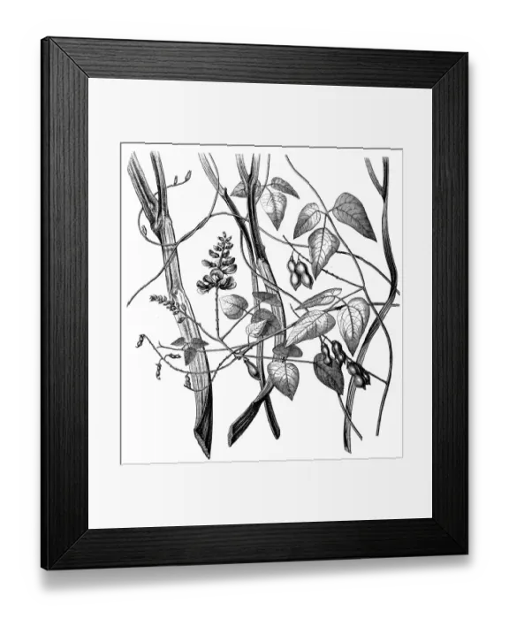 Framed Print : Rhynchosia phaseoloides (crabseye)