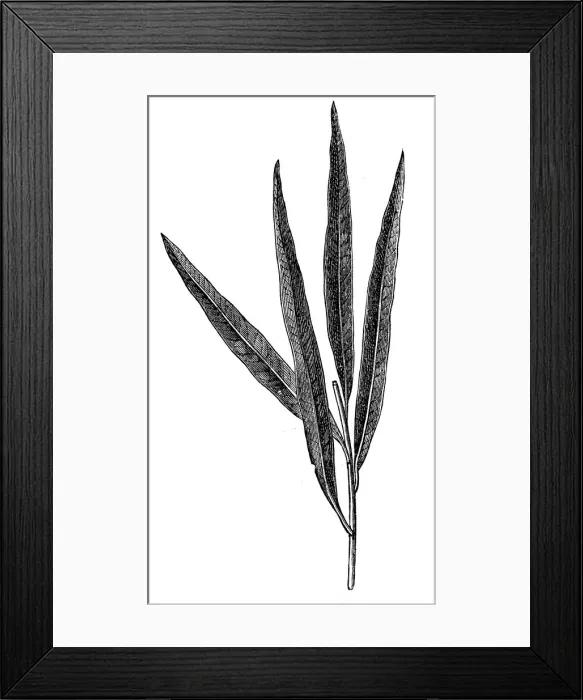 Framed Print : Salix viminalis, the basket willow, common osier or osier