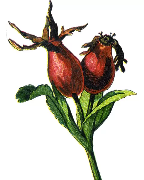 Rosehip. Antique illustration of a Medicinal and Herbal Plants