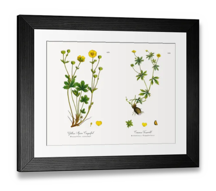 Framed Print : Yellow Alpine Cinquefoil, Potentilla alpestris, Victorian Botanical Illustration, 1863 Framed Print : Yellow Alpine Cinquefoil, Potentilla alpestris, Victorian Botanical Illustration, 1863