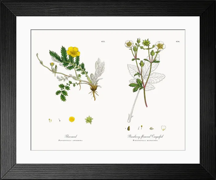 Framed Print : Silverweed, Potentilla anserina, Victorian Botanical Illustration, 1863 Framed Print : Silverweed, Potentilla anserina, Victorian Botanical Illustration, 1863