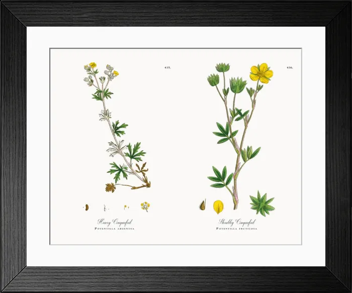 Framed Print : Hoary Cinquefoil, Potentilla argentea, Victorian Botanical Illustration, 1863 Framed Print : Hoary Cinquefoil, Potentilla argentea, Victorian Botanical Illustration, 1863