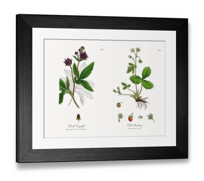 Framed Print : Marsh Cinquefoil, Potentilla Comarum, Victorian Botanical Illustration, 1863