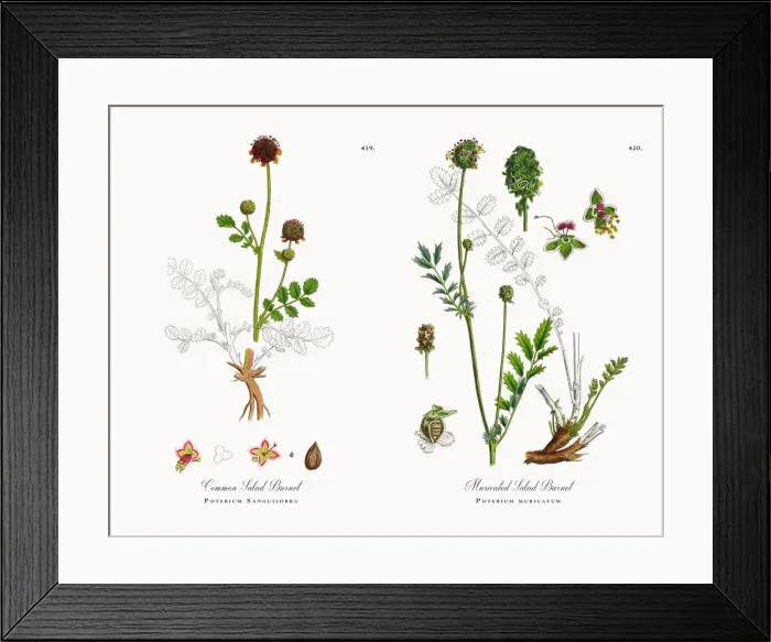 Framed Print : Common Salad Burnet, Poterium Sanguisorba, Victorian Botanical Illustration, 1863 Framed Print : Common Salad Burnet, Poterium Sanguisorba, Victorian Botanical Illustration, 1863