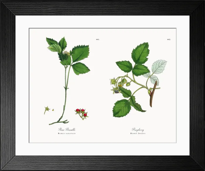 Framed Print : Stone Bramble, Rubus saxatilis, Victorian Botanical Illustration, 1863 Framed Print : Stone Bramble, Rubus saxatilis, Victorian Botanical Illustration, 1863
