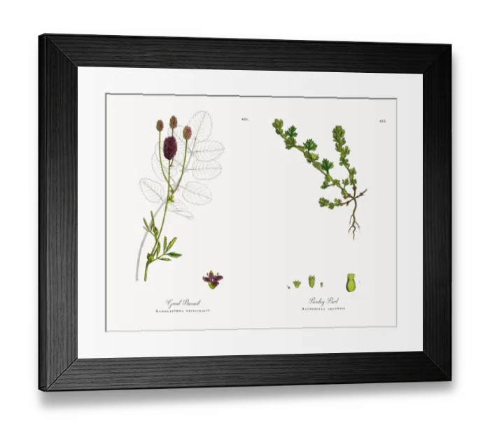 Framed Print : Great Burnet, Sanguisorba officinalis, Victorian Botanical Illustration, 1863 Framed Print : Great Burnet, Sanguisorba officinalis, Victorian Botanical Illustration, 1863