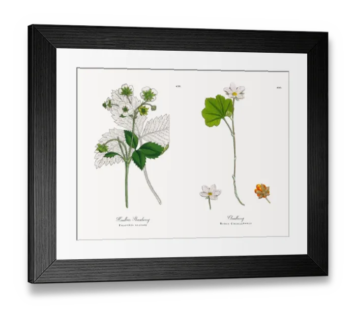 Framed Print : Hautbois Strawberry, Fragaria elatior, Victorian Botanical Illustration, 1863 Framed Print : Hautbois Strawberry, Fragaria elatior, Victorian Botanical Illustration, 1863