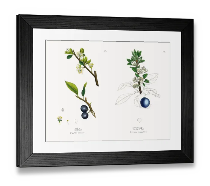 Framed Print : Bulace, Prunus insititia, Victorian Botanical Illustration, 1863 Framed Print : Bulace, Prunus insititia, Victorian Botanical Illustration, 1863